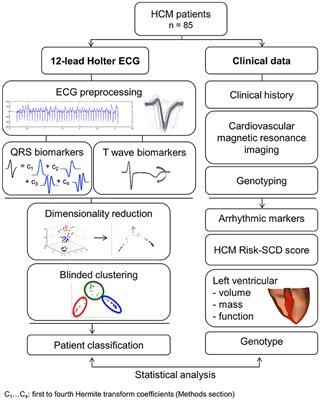 Distinct ECG Phenotypes Identified in Hypertrophic Cardiomyopathy Using Machine Learning Associate With Arrhythmic Risk Markers